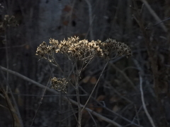 Verbesina virginica