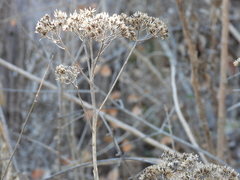 Verbesina virginica
