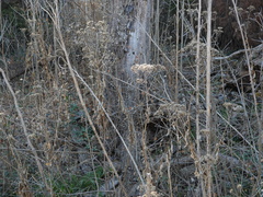 Verbesina virginica