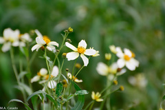 Bidens aurea