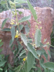 Grewia flavescens