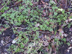 Chaerophyllum tainturieri