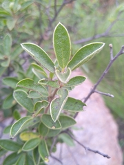 Diospyros lycioides