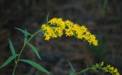 Solidago confinis