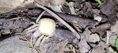 Eriophora edax