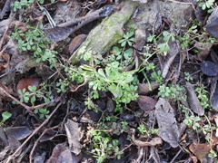 Galium aparine