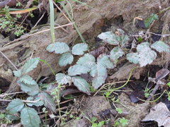 Rubus trivialis