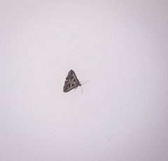 Melipotis bisinuata