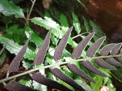 Bolbitis lonchophora