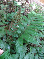 Bolbitis lonchophora