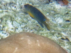 Chrysiptera unimaculata