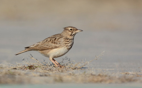 Crested Lark