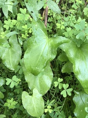 Arisarum