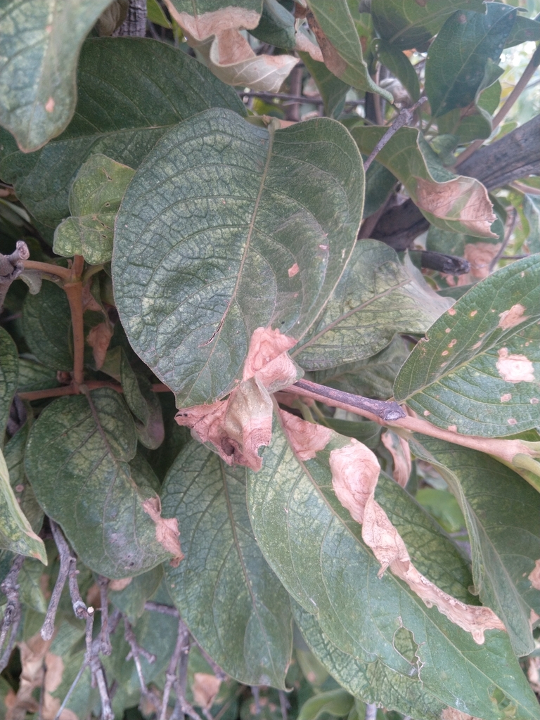 Velvet Bushwillow from Carletonville, 2499, South Africa on January 17 ...