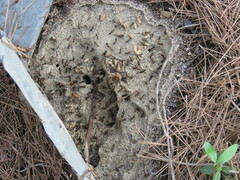 Camponotus sylvaticus