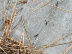 Camponotus sylvaticus