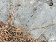 Camponotus sylvaticus