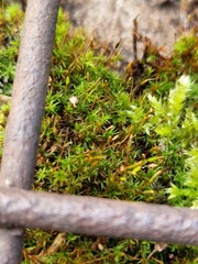 Bryoerythrophyllum recurvirostrum