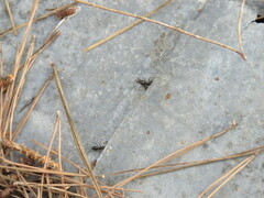 Camponotus sylvaticus