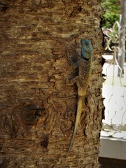 Acanthocercus atricollis