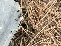 Camponotus sylvaticus