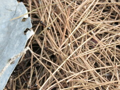 Camponotus sylvaticus