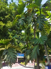Artocarpus altilis