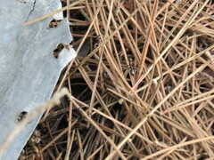 Camponotus sylvaticus