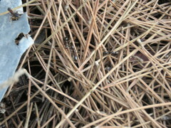 Camponotus sylvaticus