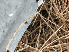 Camponotus sylvaticus