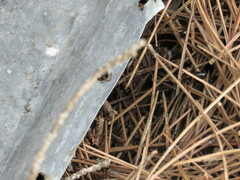 Camponotus sylvaticus