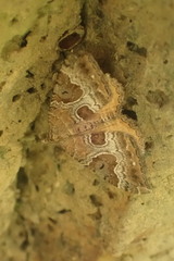 Hydriomena deltoidata