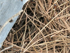 Camponotus sylvaticus