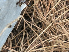 Camponotus sylvaticus