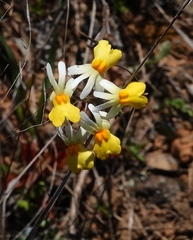 Nemesia ligulata