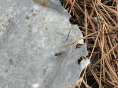 Camponotus sylvaticus