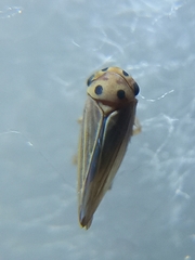 Austroagallia bifurcata