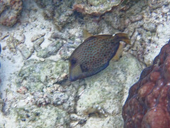 Cantherhines pardalis