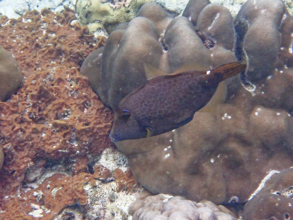 Honeycomb filefish