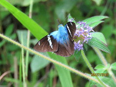 Astraptes fulgerator azul
