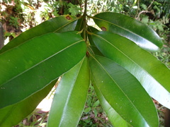 Calophyllum caledonicum