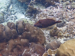 Cantherhines pardalis