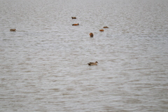 Lophonetta specularioides