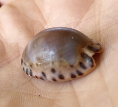 Pseudozonaria arabicula