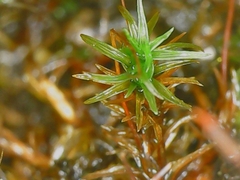 Bryoerythrophyllum recurvirostrum