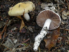 Cortinarius livido-ochraceus