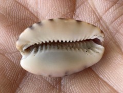 Pseudozonaria arabicula