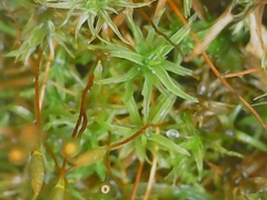 Bryoerythrophyllum recurvirostrum