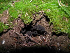 Craterellus cornucopioides