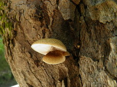 Crepidotus calolepis